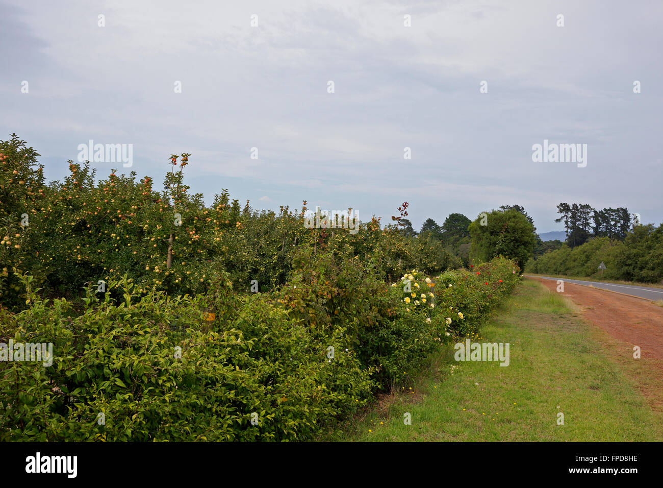 Apfelplantagen in Elgin Tal, Overberg, Provinz Westkap, Südafrika. Stockfoto