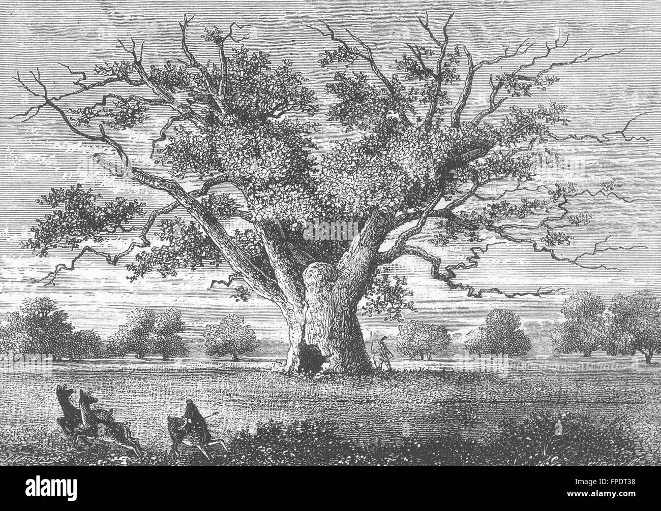 HAINAULT FOREST und Commissioner HATCH: Fairlop Eiche, 1800, antique print 1888 Stockfoto