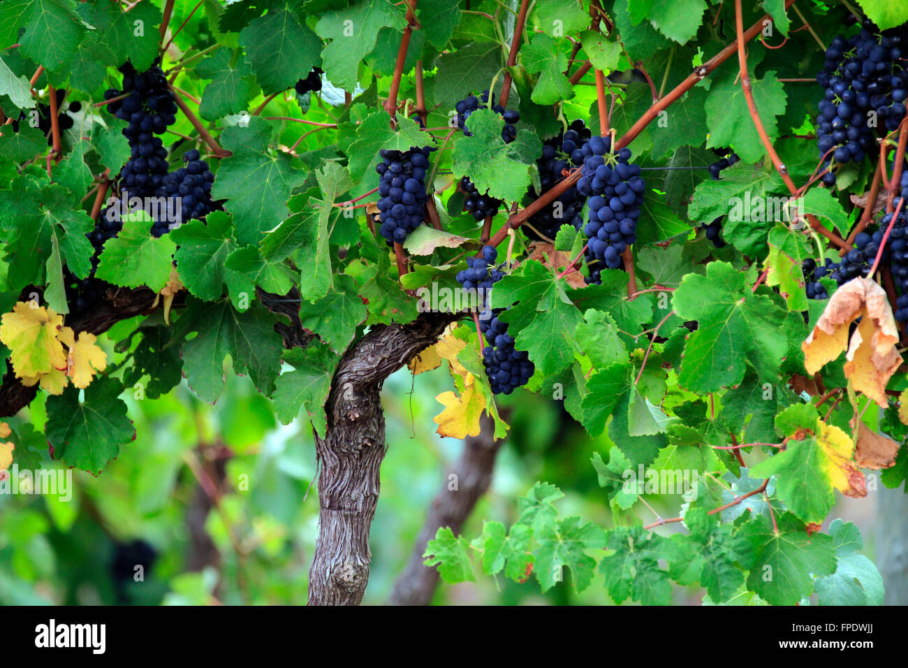 Trauben am Rebstock auf einem Weingut in der Elgin Valley in der Overberg-Bezirk von der Provinz Westkap in Südafrika. Stockfoto