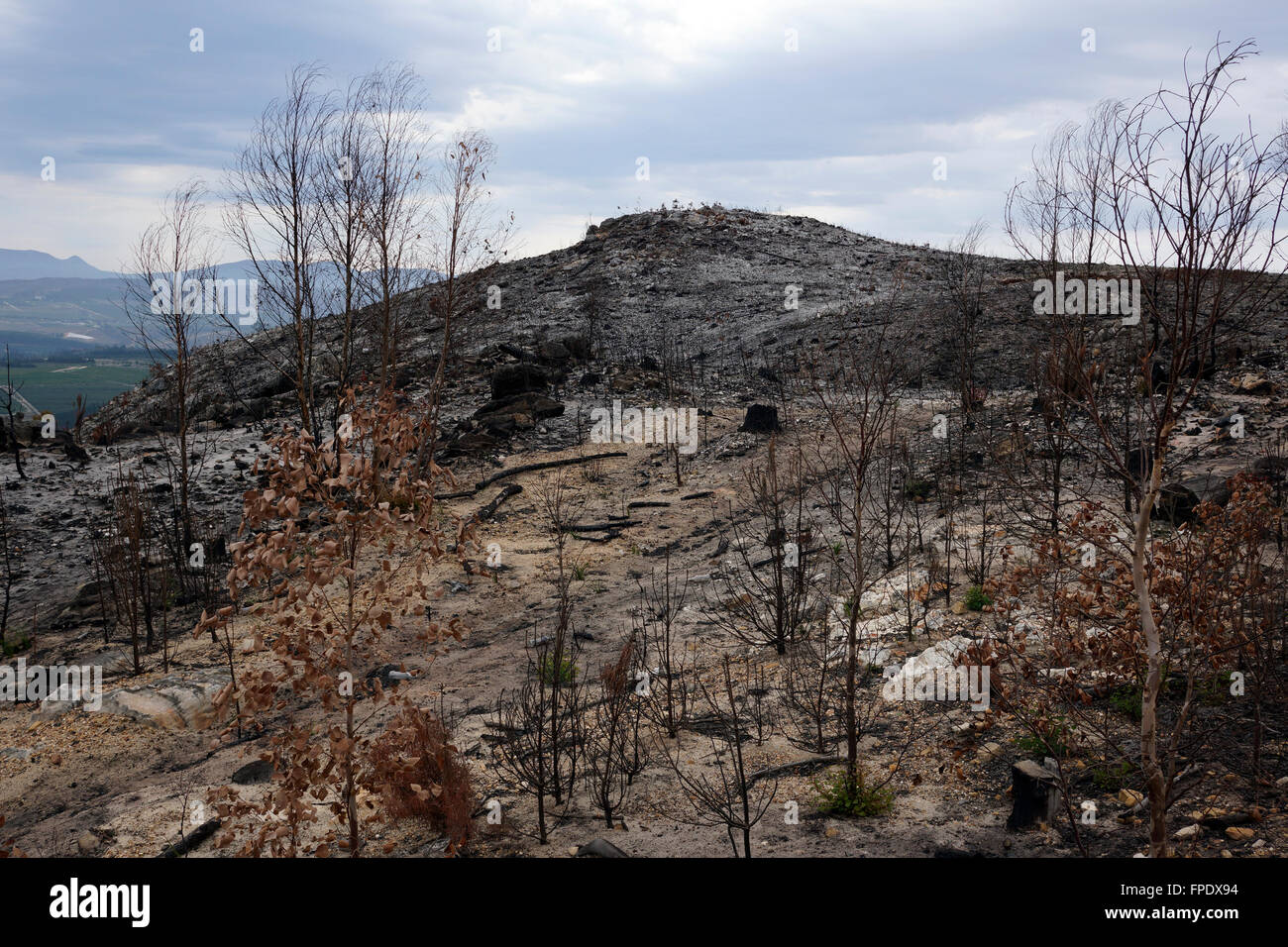 Nachwirkungen des Veld Feuer im Elgin Tal, Overberg, Provinz Westkap, Südafrika. Stockfoto