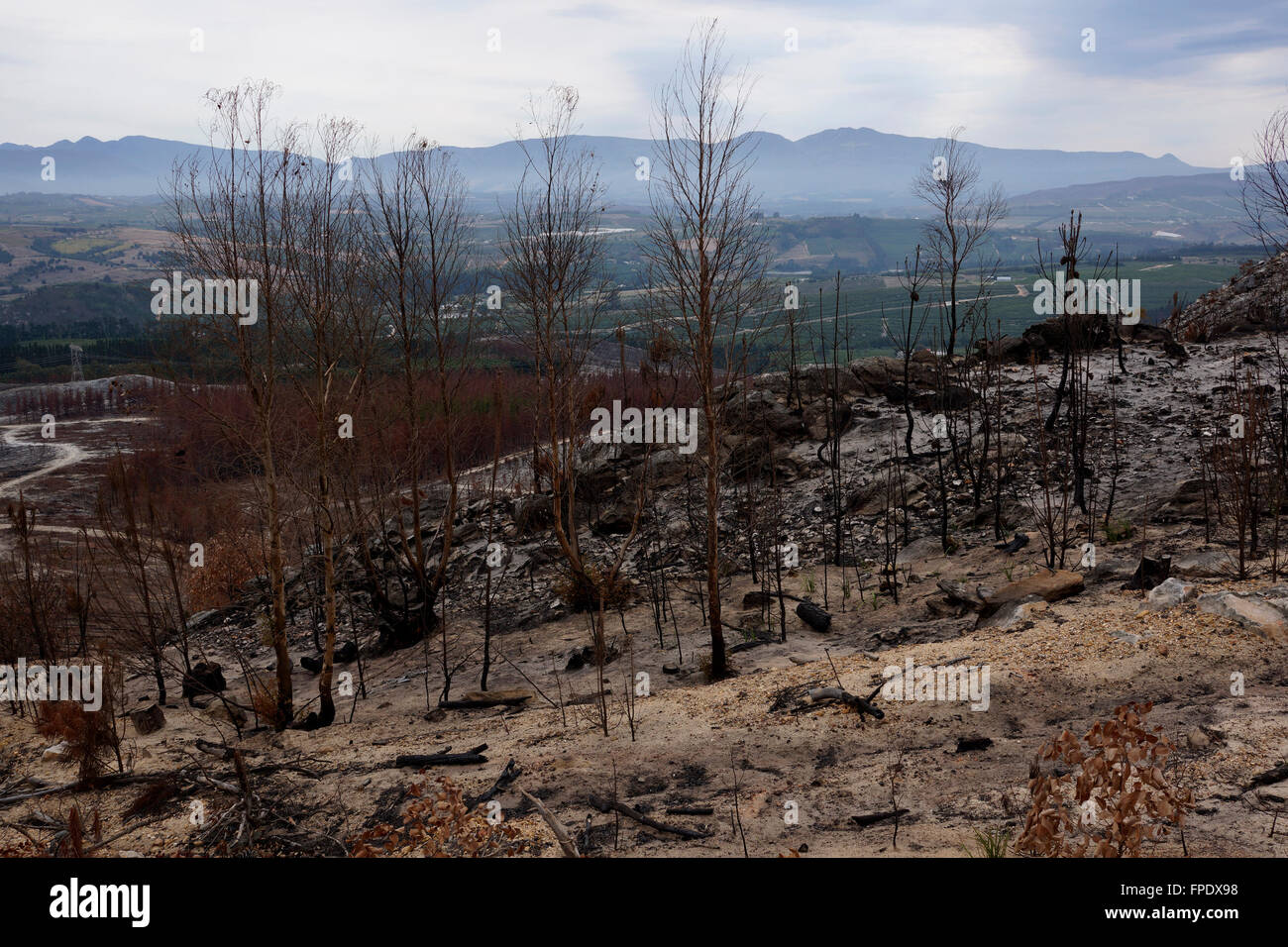 Nachwirkungen des Veld Feuer im Elgin Tal, Overberg, Provinz Westkap, Südafrika. Stockfoto
