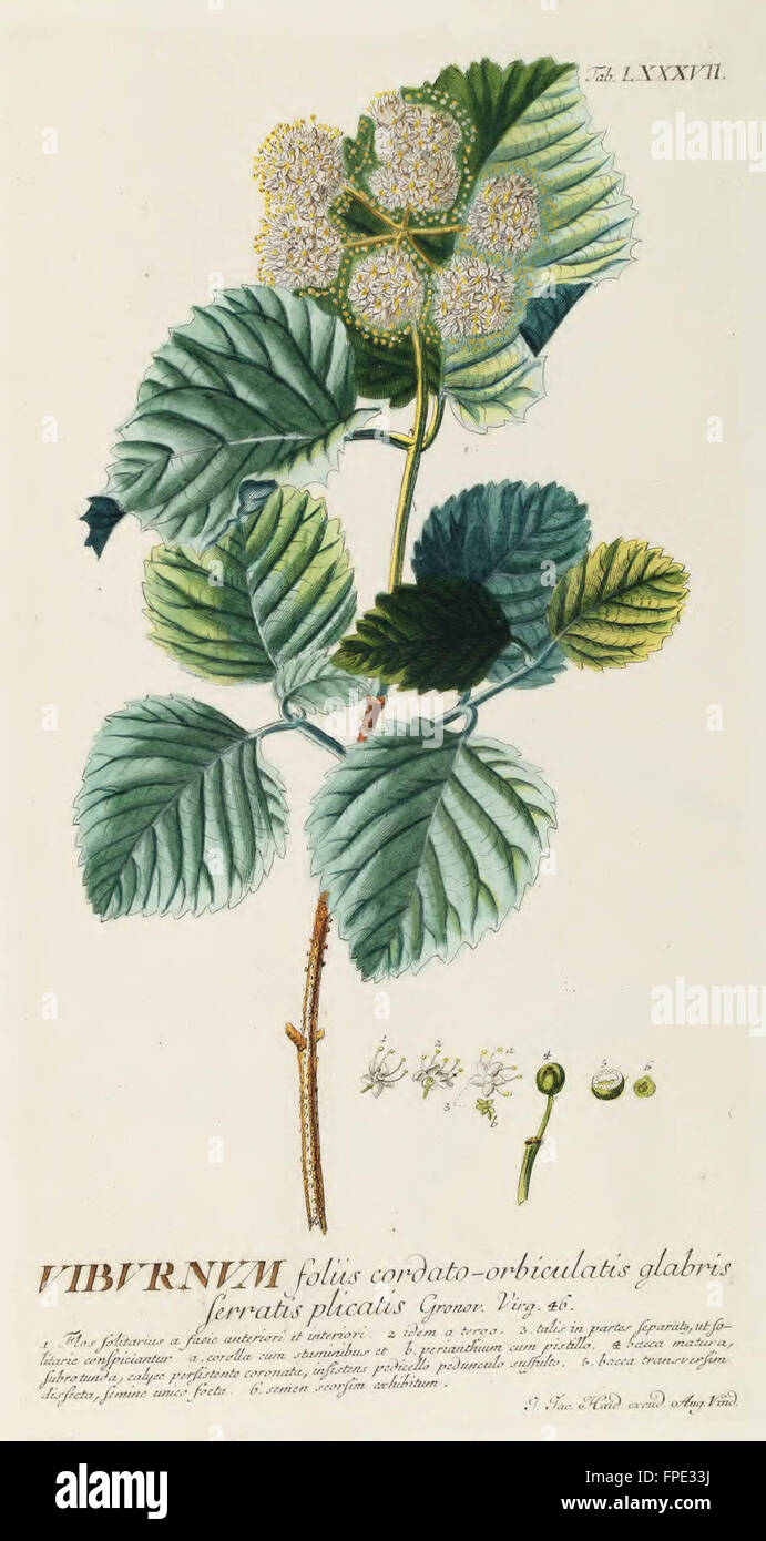 Plantae Selectae Quarum vorstellt n. Exemplaria Naturalia Londini, in Hortis Curiosorum Nutritamanu Artificiosa Doctaque Pinxit G Stockfoto