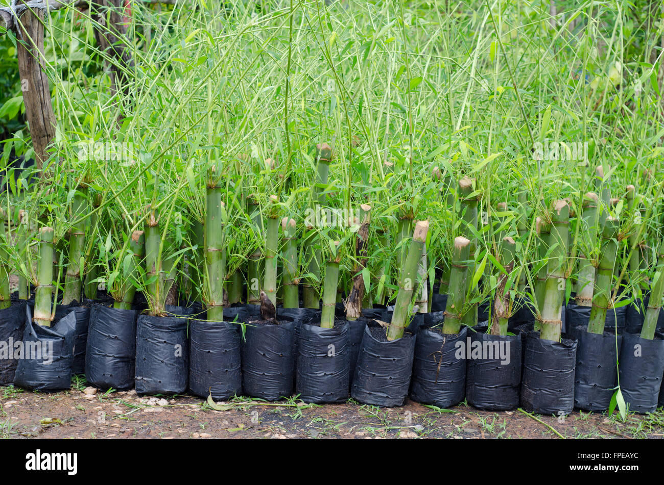 Bambus-Sämling in Plastiktüte Stockfoto