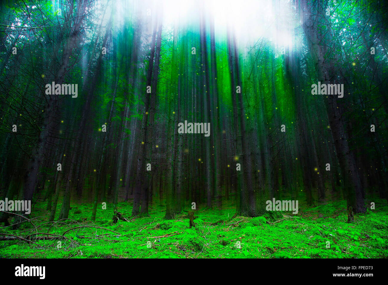 Magische Fantasy Wald mit Lichtern, märchenhaften Wald Szene Stockfoto