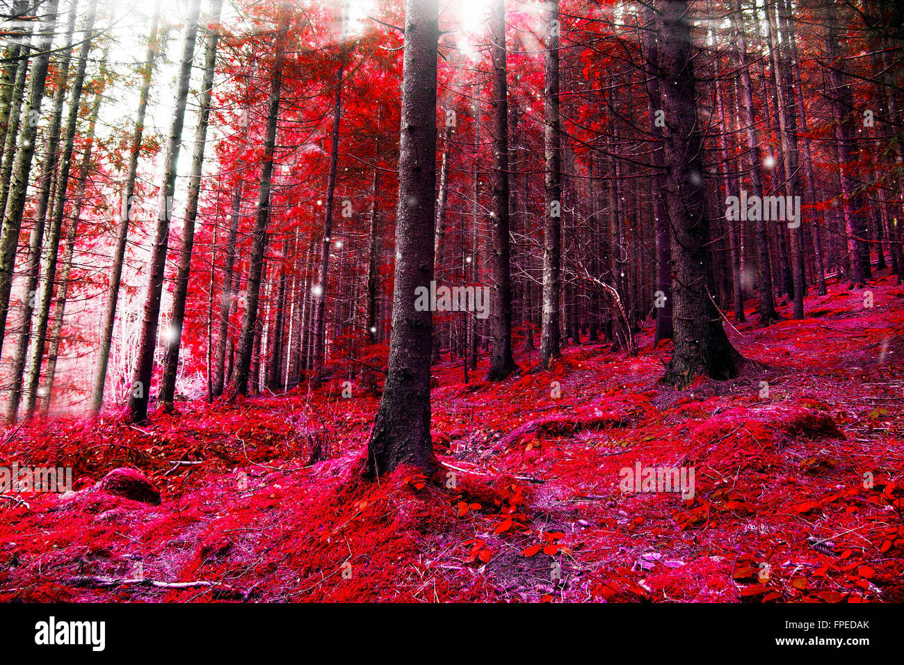 Rote Fantasy Wald mit magischen Lichtern und Sonnenstrahlen Stockfoto