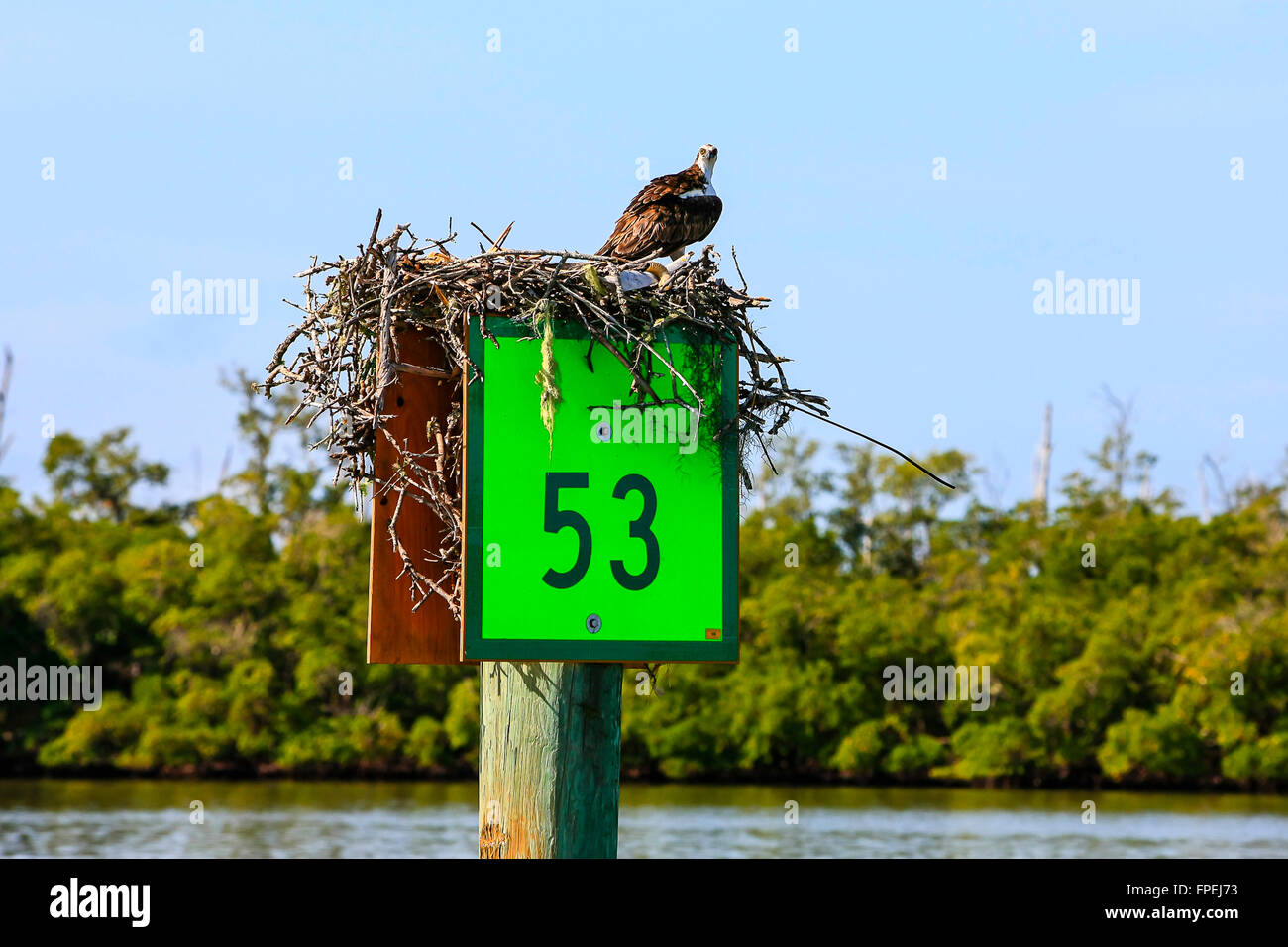 Ein Fischadler sitzt auf der Markierung 53 in das Nest von Keewaydin Insel in der Nähe von Naples, Florida Stockfoto