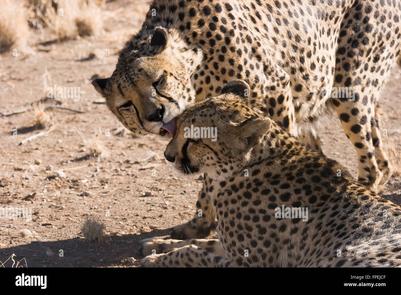 Geparden (Acinonyx Jubatus), Keetmanshoop, Namibia. Stockfoto