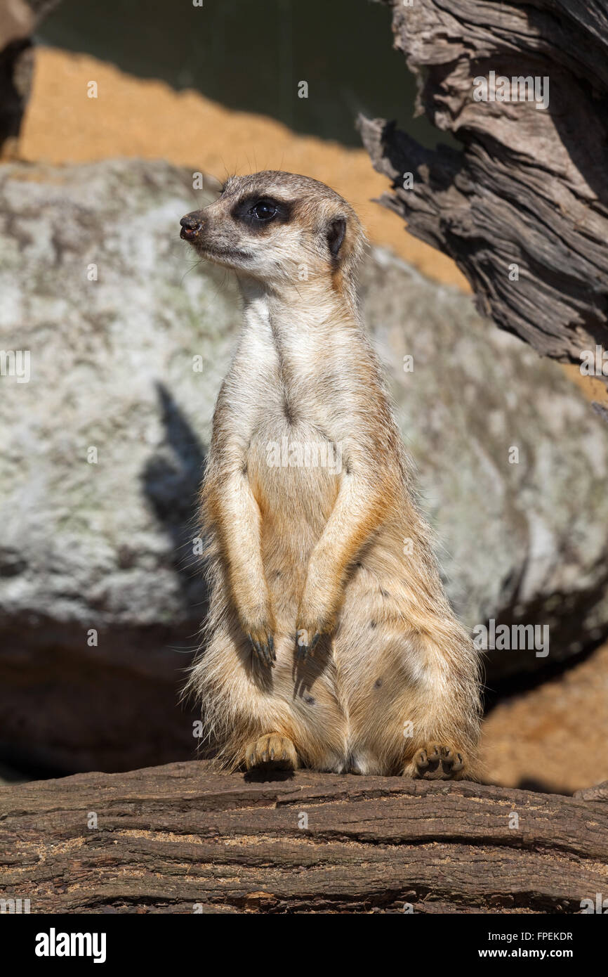 Erdmännchen oder Suricate (Suricata Suricatta). Stockfoto