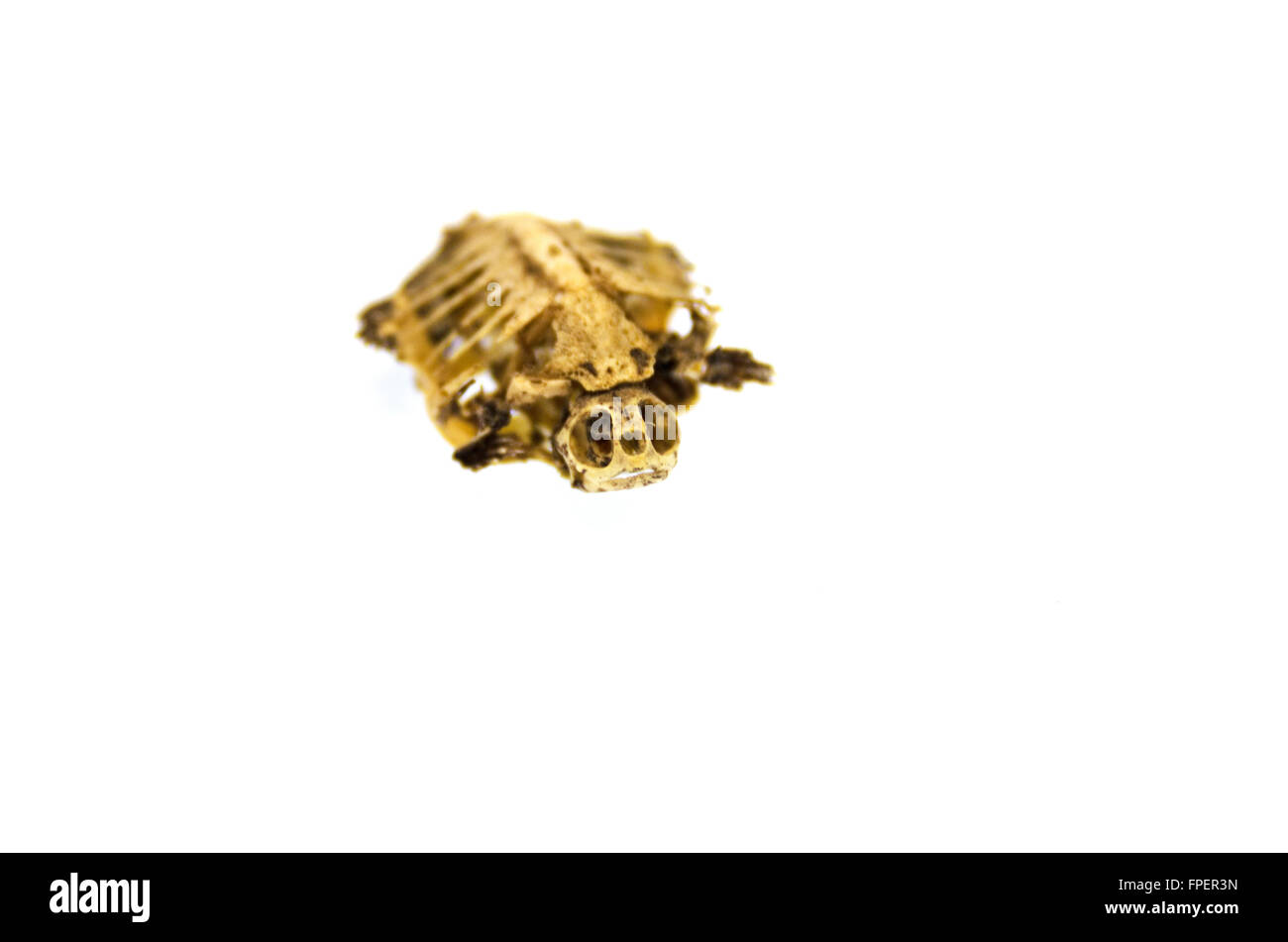 Baby Schildkröte Skelett; Southbridge, Massachusetts. Stockfoto
