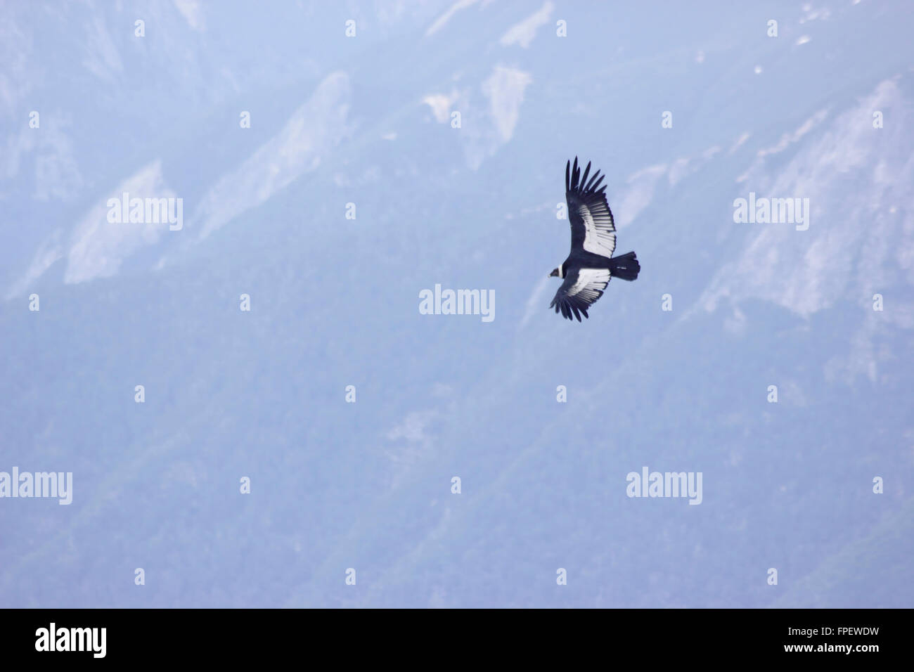 Fliegt Condor in der Nähe von Pico Turista, Nahuel Huapi Nationalpark, Bariloche, Argentinien Stockfoto