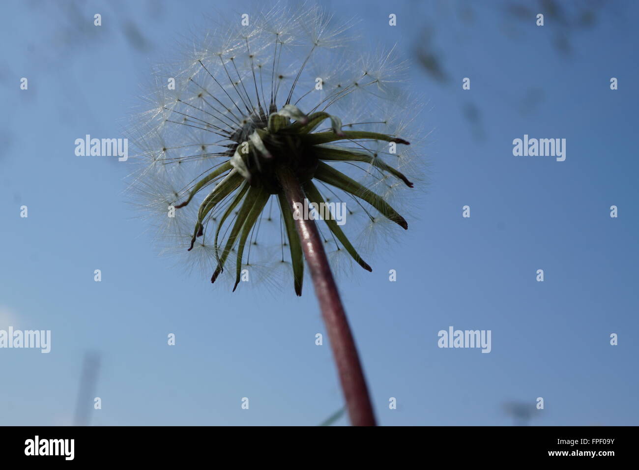 Suchen auf einem Löwenzahn Stockfoto