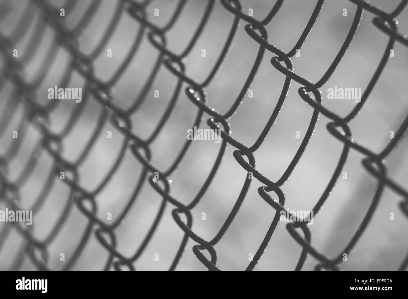 Closeup auf Drahtgeflecht abgedeckt mit Raureif auf Sunrise, geringe Schärfentiefe, schwarz / weiß Bild Stockfoto