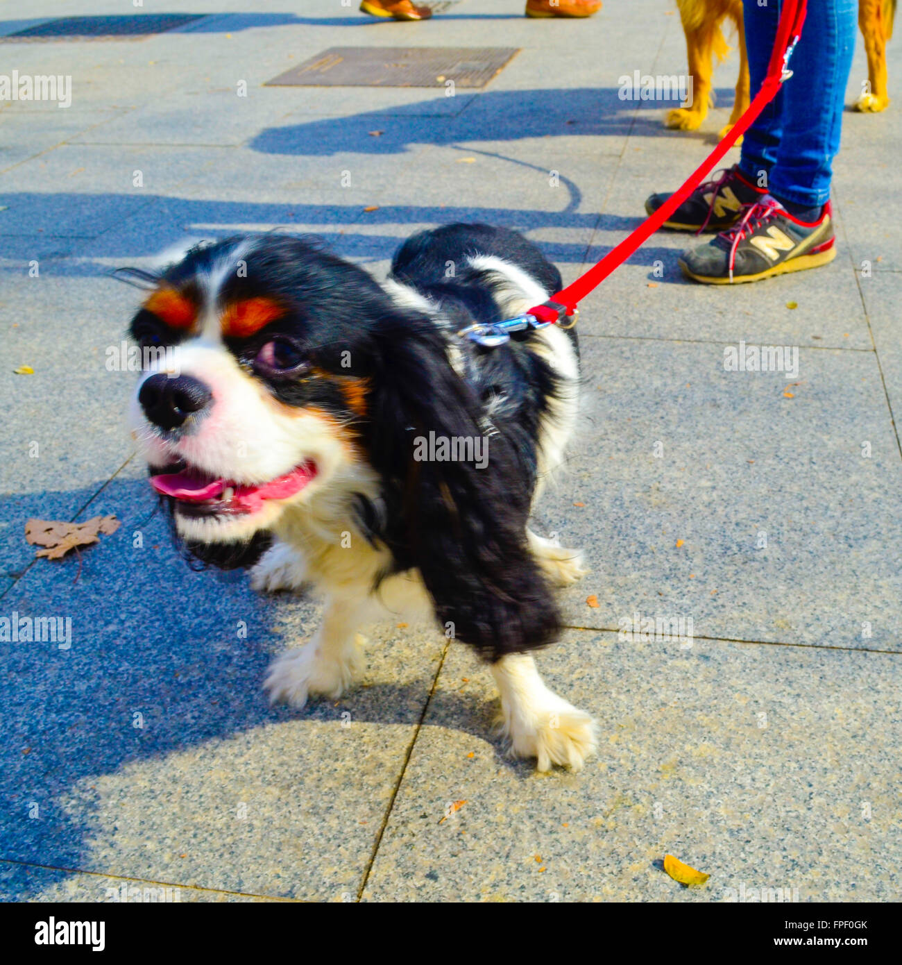 Schwarz / weiß Hund in einer Straße. Stockfoto