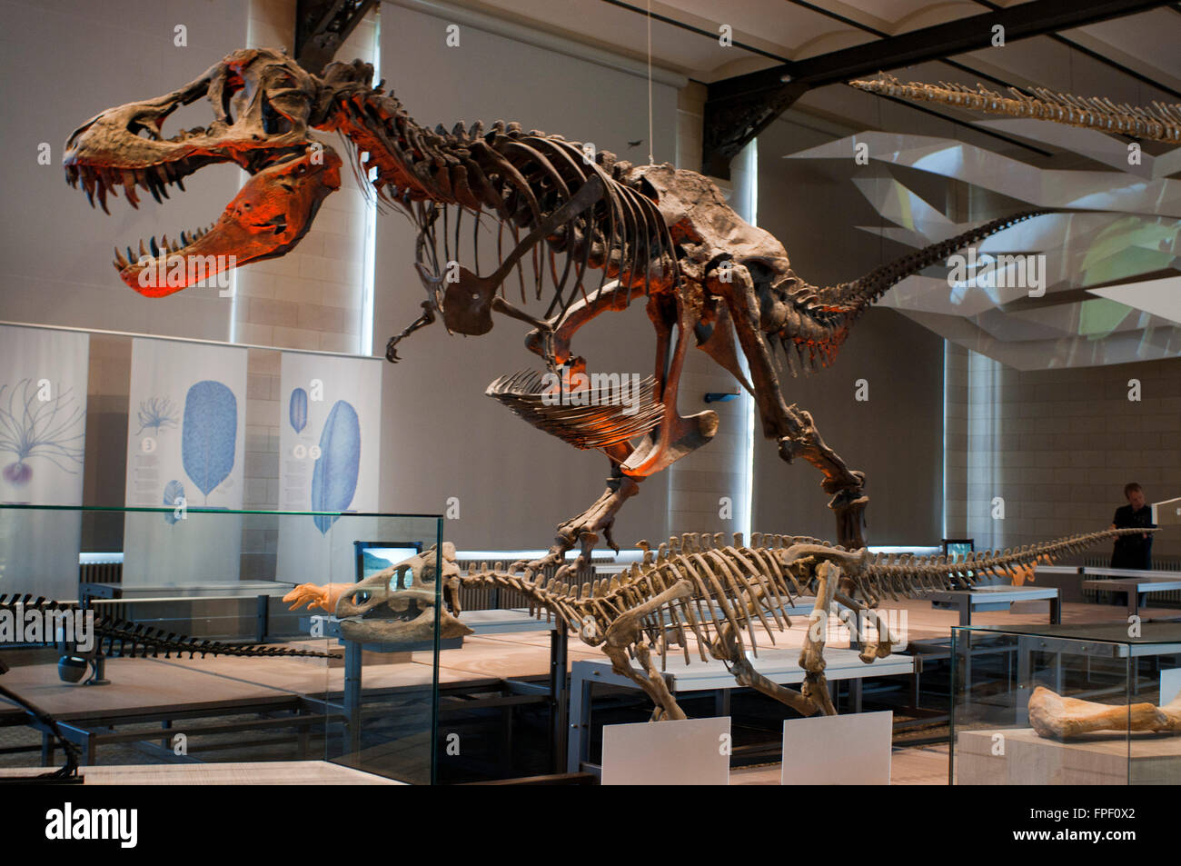 Skelette von Dinosauriern in der Dinosaurier-Hall, königlichen belgischen Institut für Naturwissenschaften / Museum of Natural History, Brüssel, Stockfoto