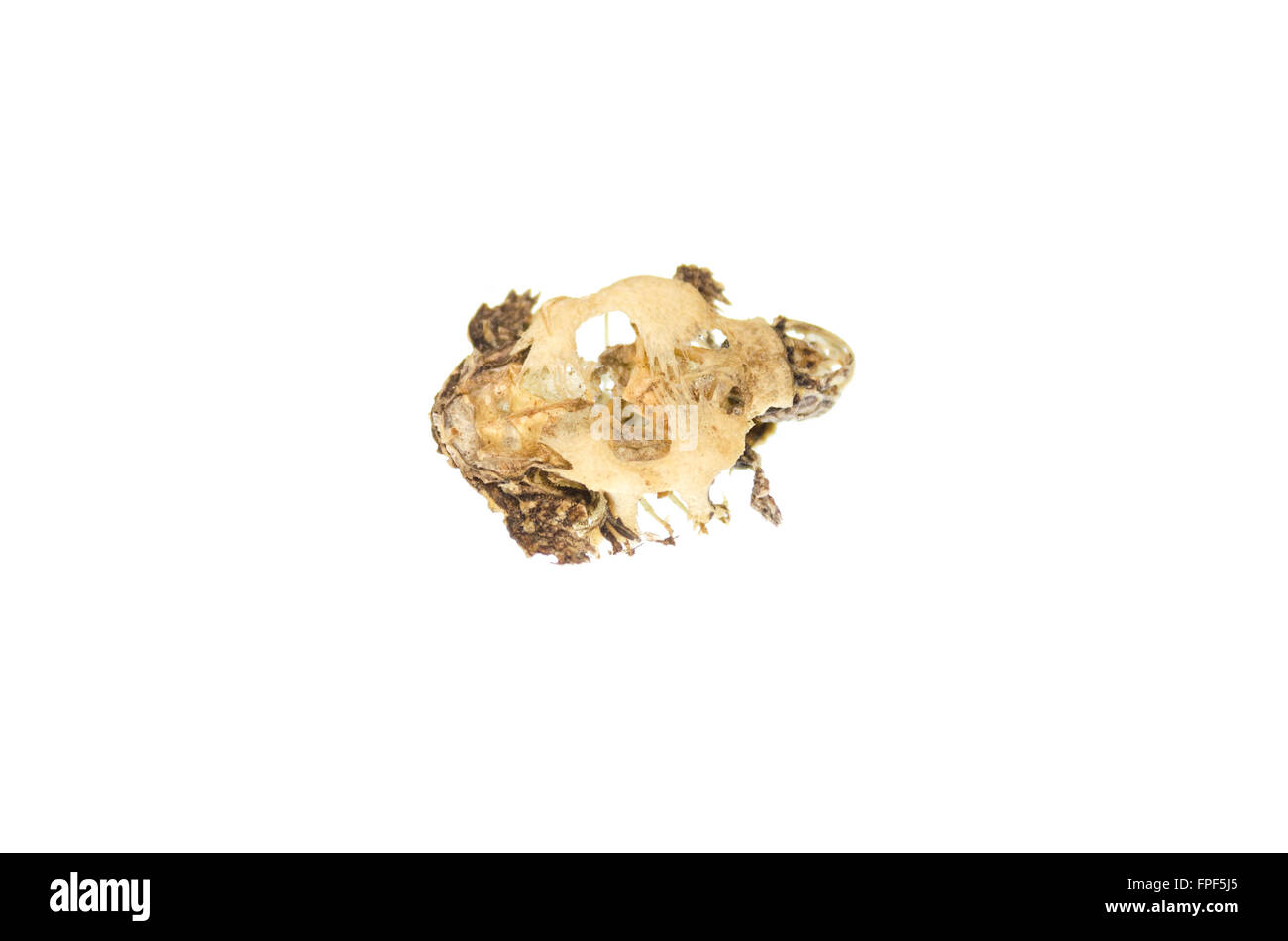 Ventrale Ansicht des Skelettes Baby Schildkröte; Southbridge, Massachusetts. Stockfoto