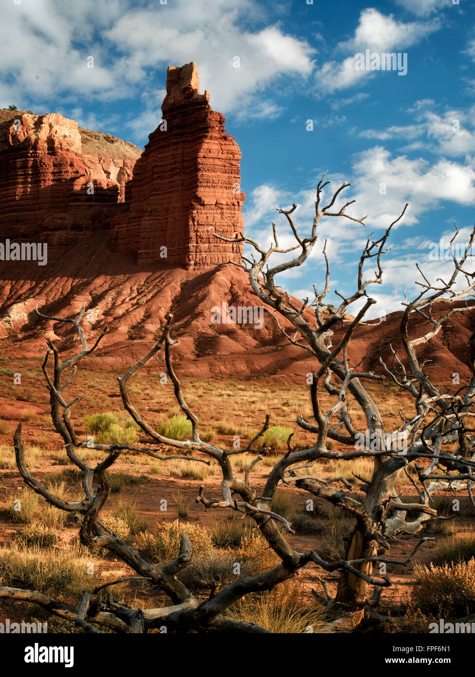 Chimney Rock mit toten Ästen und Wolken. Capitol Reef National Park, Utah Stockfoto