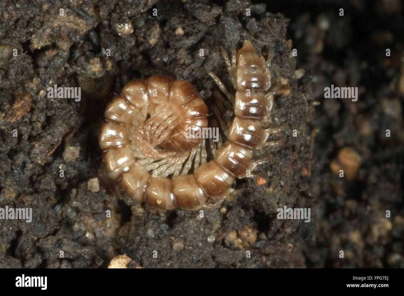 Ein Tausendfüßler, Oxidus Gracilis, eingerollt in eine defensive position Stockfoto