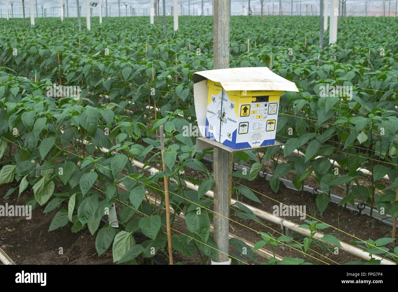 Eine kommerzielle Box unterstützt eine Kolonie von Hummeln, Paprika Bombus spp., für Paprika bestäuben in einem Folientunnel Stockfoto