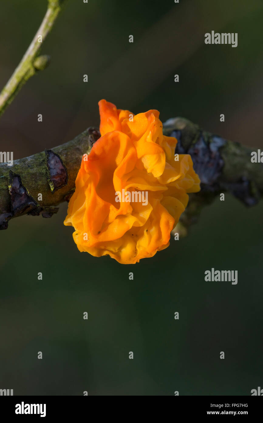 Goldene Ohr Pilz, Tremella Aurantia, Fruchtkörper brechen durch die Zweige einer gefallenen Eiche, Januar Stockfoto