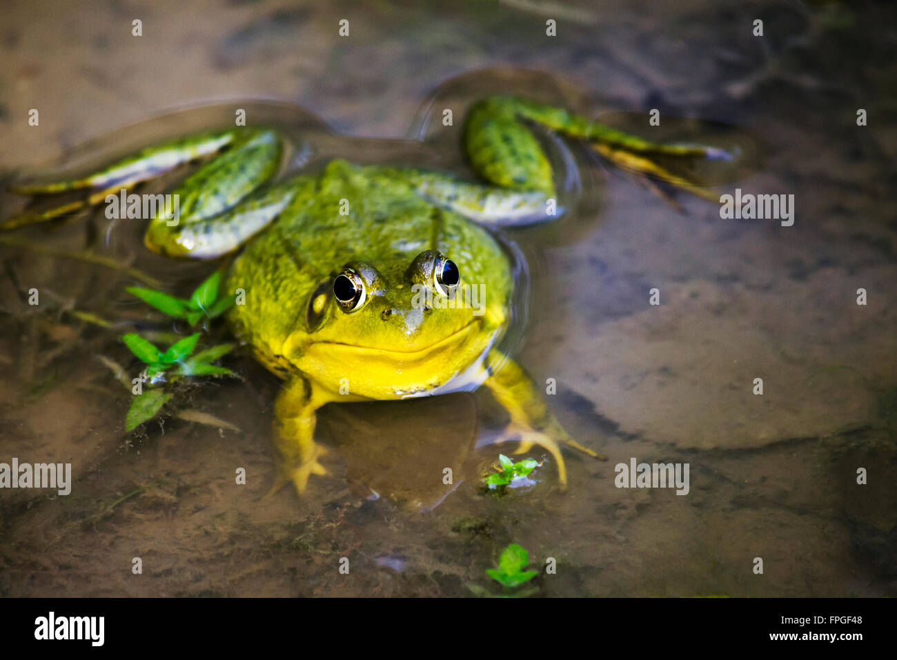Grüner Frosch Vorderansicht oben schließen im Teich Lebensraum Stockfoto