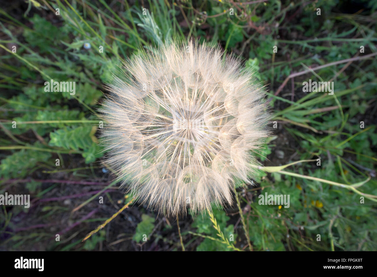 Großen Löwenzahn in den grünen Rasen von oben gesehen Stockfoto