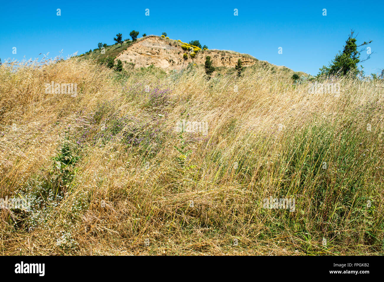 Feld mit hohen Wiesen und Berge und blauer Himmel Stockfoto