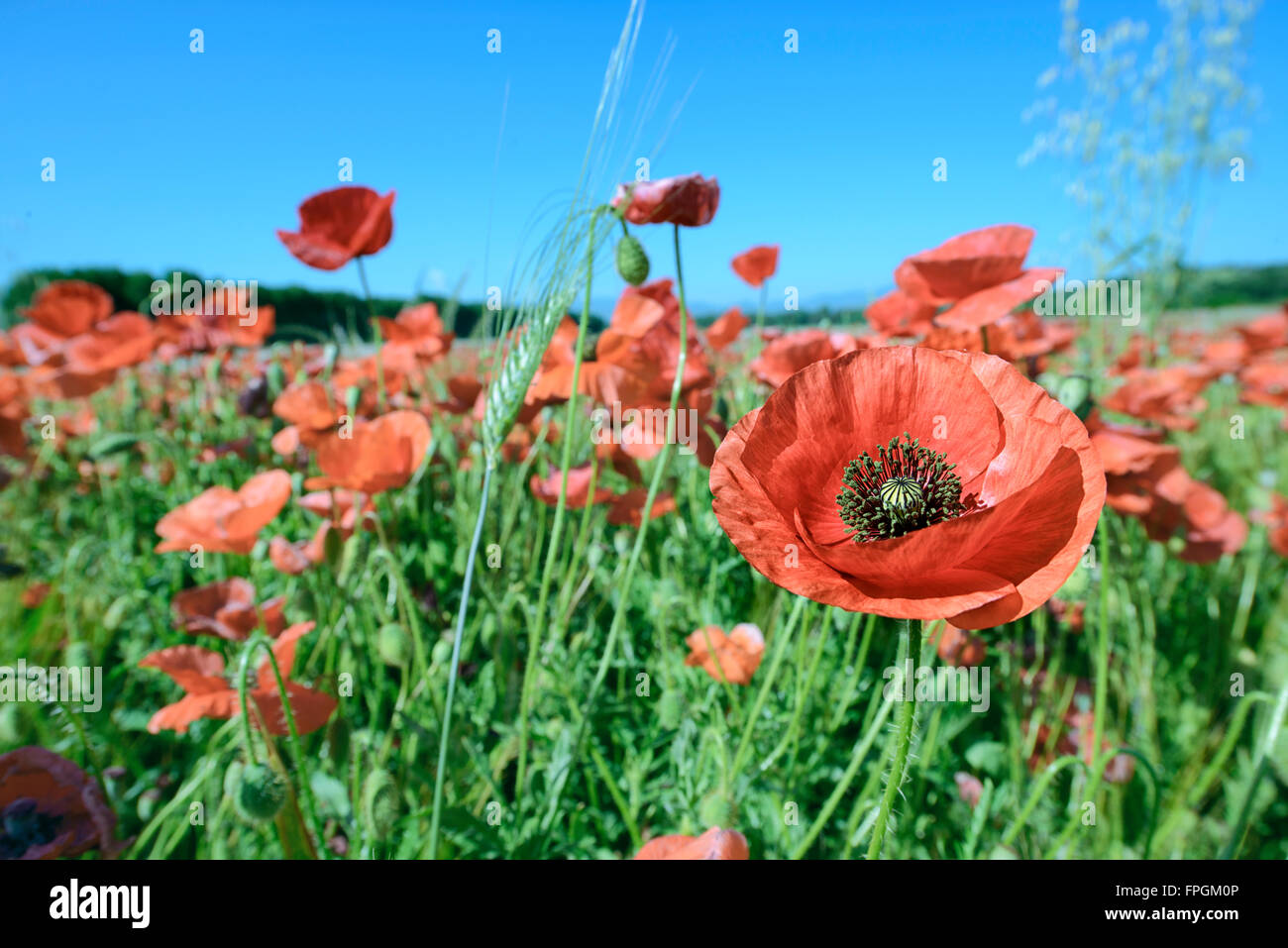 Felder, Mohn und anderen Blumen Farbe Stockfoto