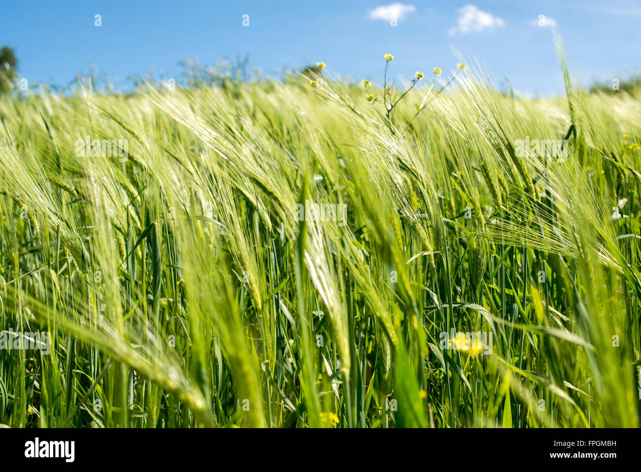 Große Felder Weizen mit blauem Himmel Stockfoto
