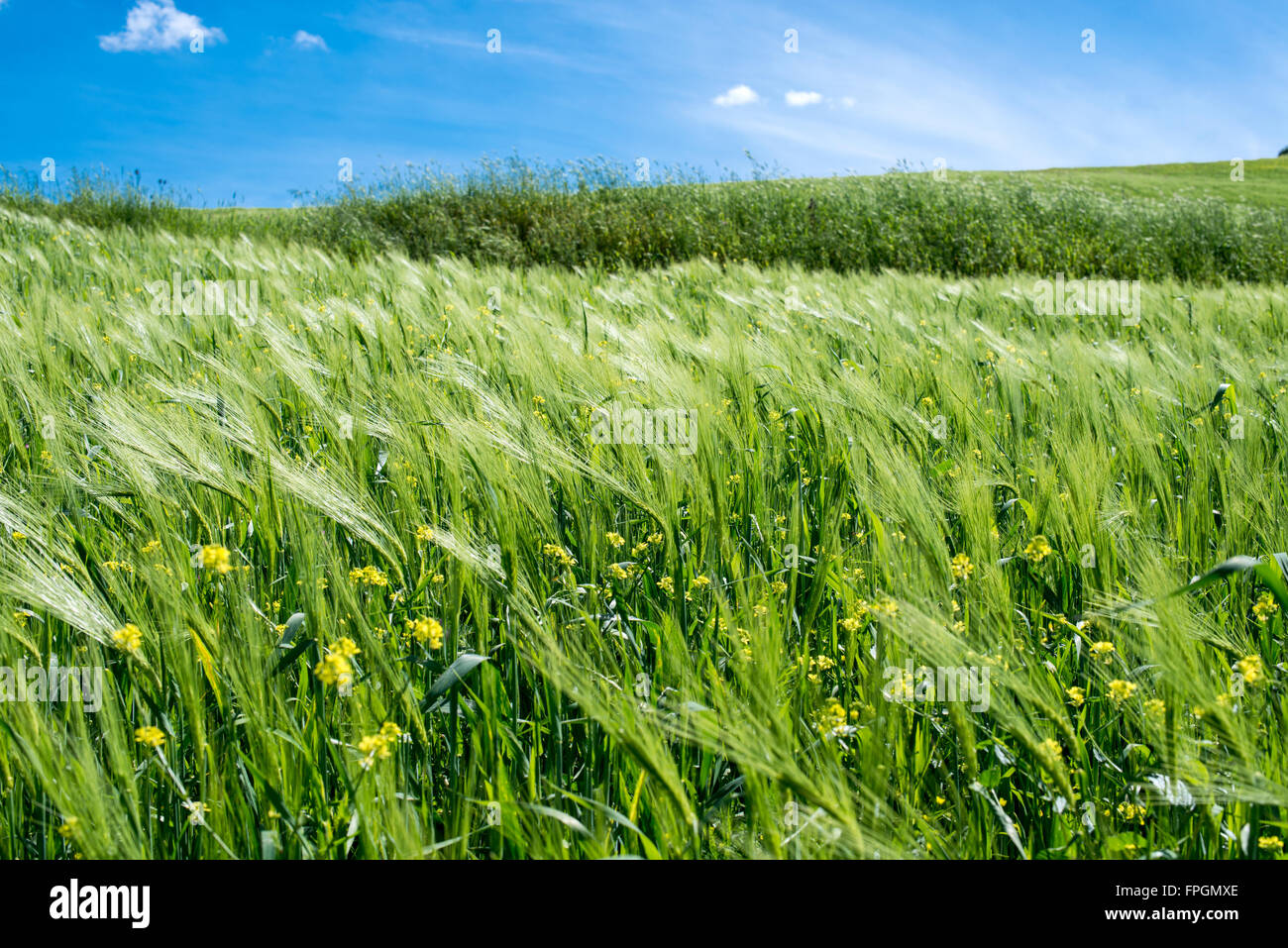 Große Felder Weizen mit blauem Himmel Stockfoto