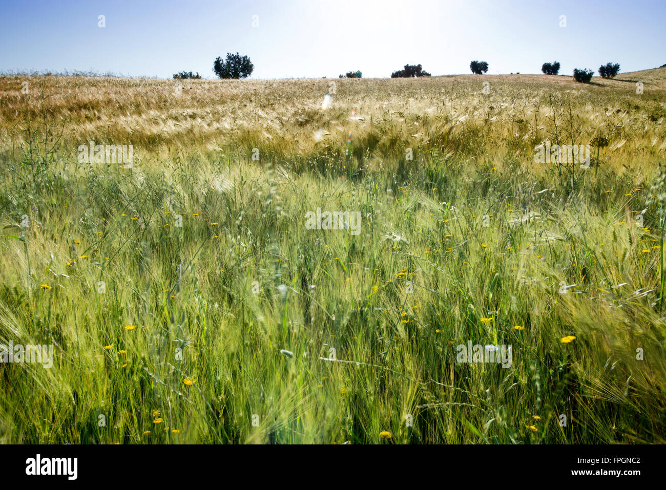 Große Felder Weizen mit blauem Himmel Stockfoto
