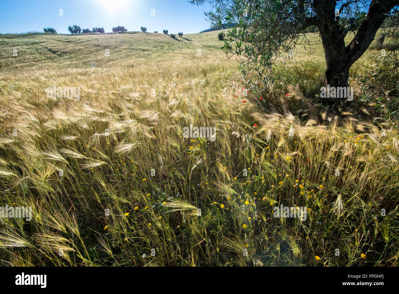 Große Felder Weizen mit blauem Himmel Stockfoto
