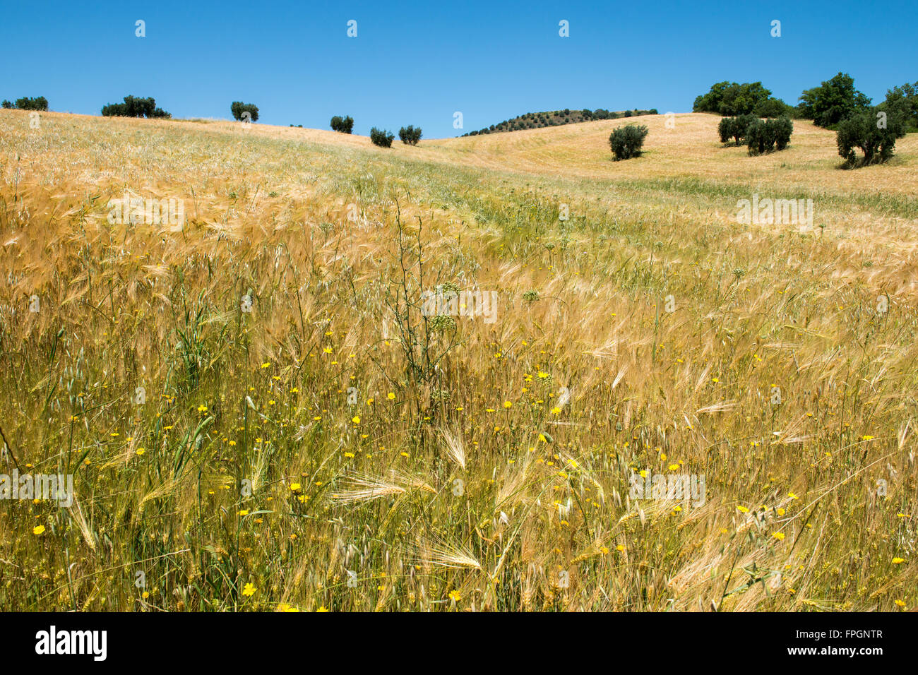 Große Felder Weizen mit blauem Himmel Stockfoto