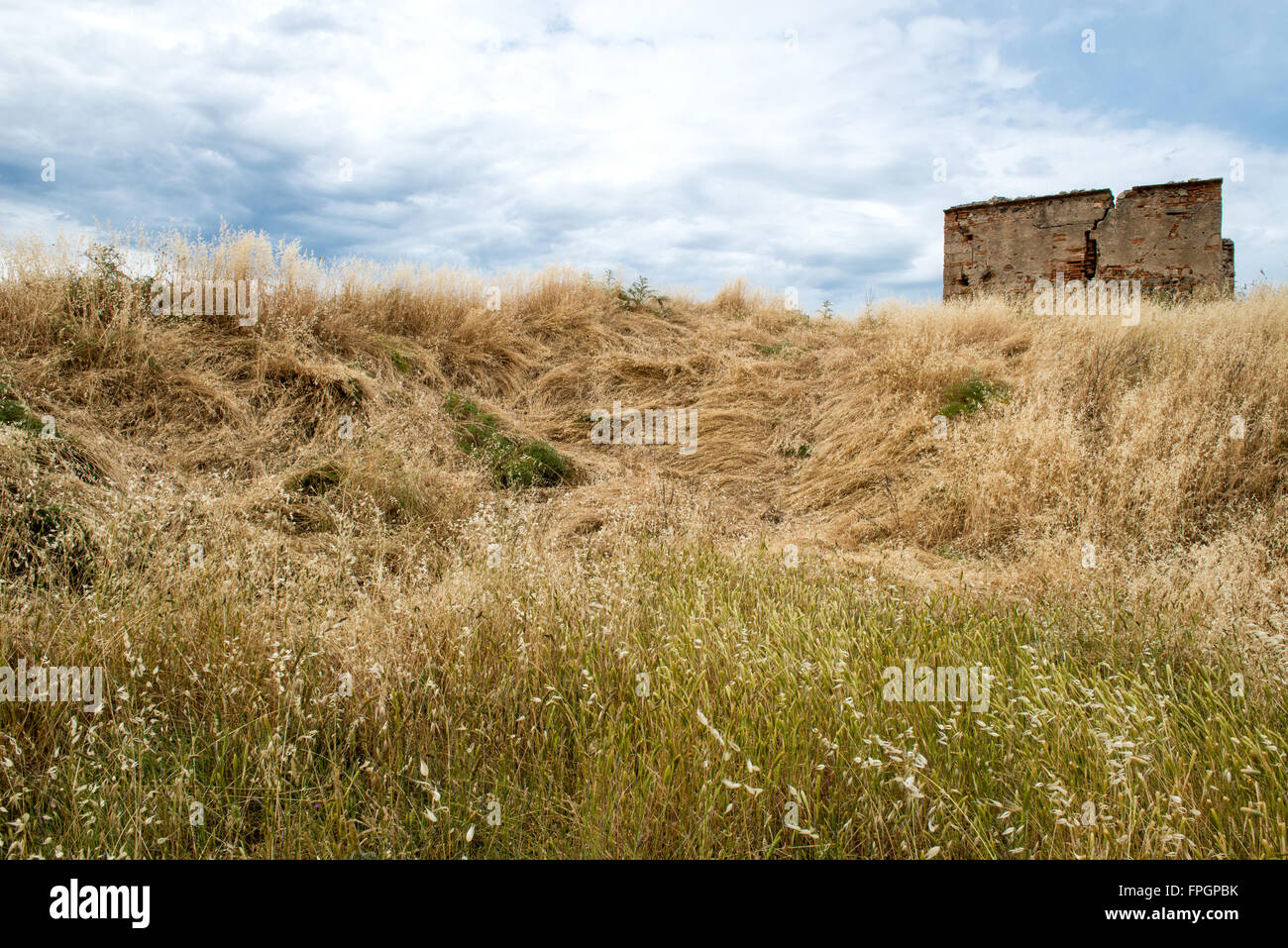 Große Felder Weizen mit blauem Himmel Stockfoto