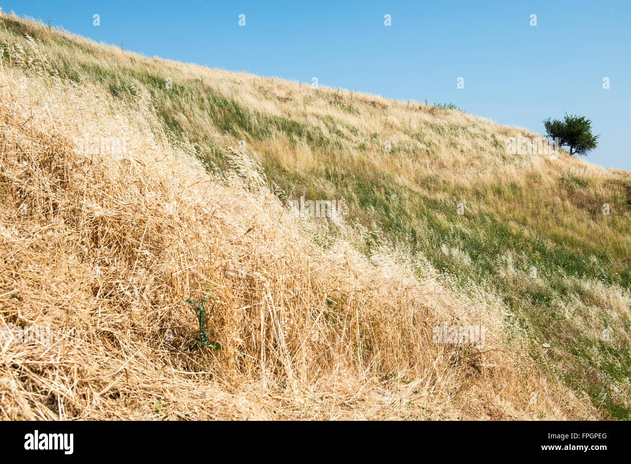 Große Felder Weizen mit blauem Himmel Stockfoto