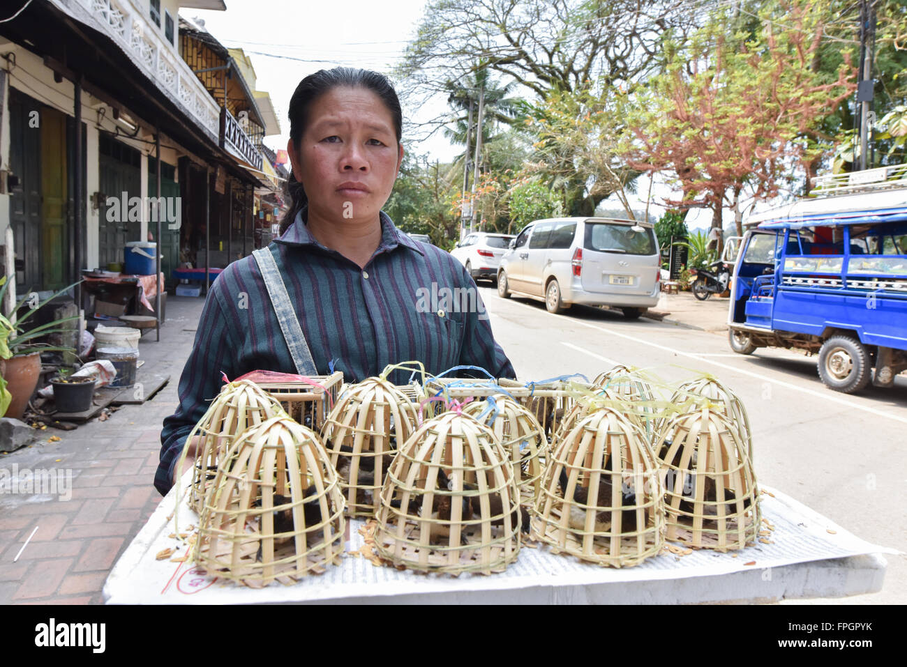 Frauen verkaufen Vögel in kleinen Käfigen Luang Prabang Laos Stockfoto