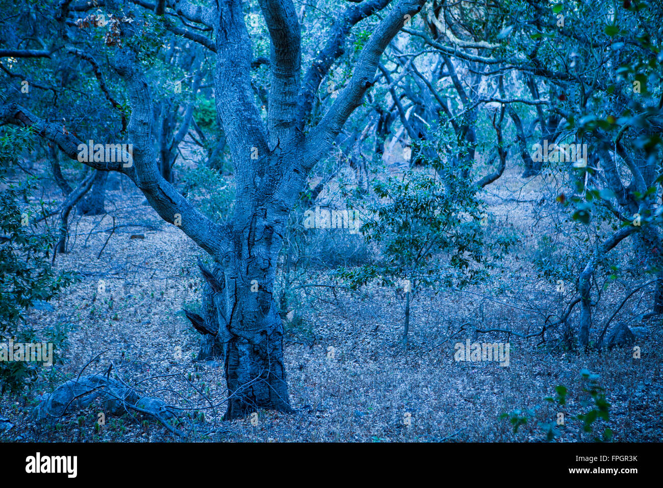 ominöse Eichenwald, Bischof Peak, San Luis Obispo, Kalifornien Stockfoto