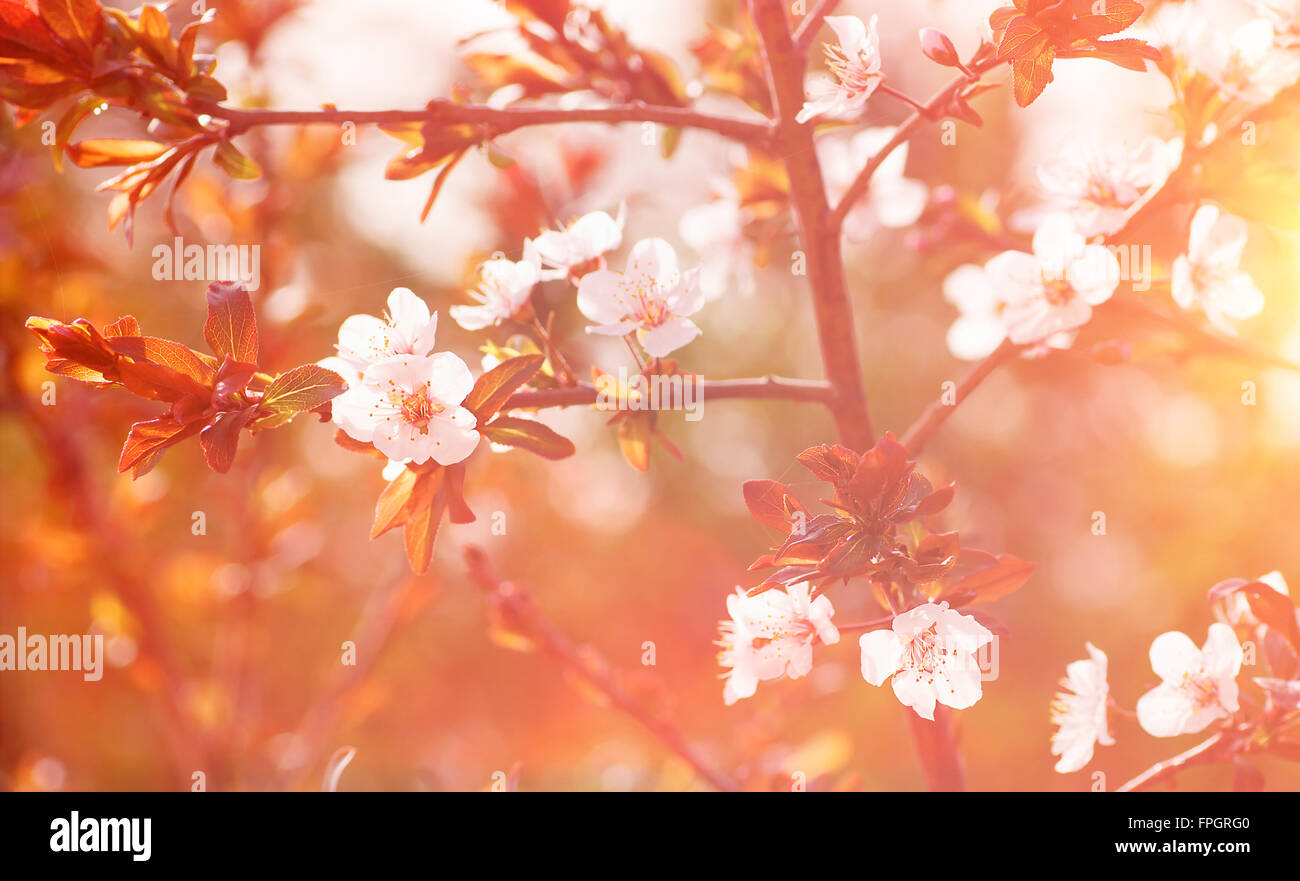 Vintage-Stil Foto der schönen Kirschbaum Blüte, sanften floralen Hintergrund, kleine weiße Blüten im Sonnenlicht Stockfoto