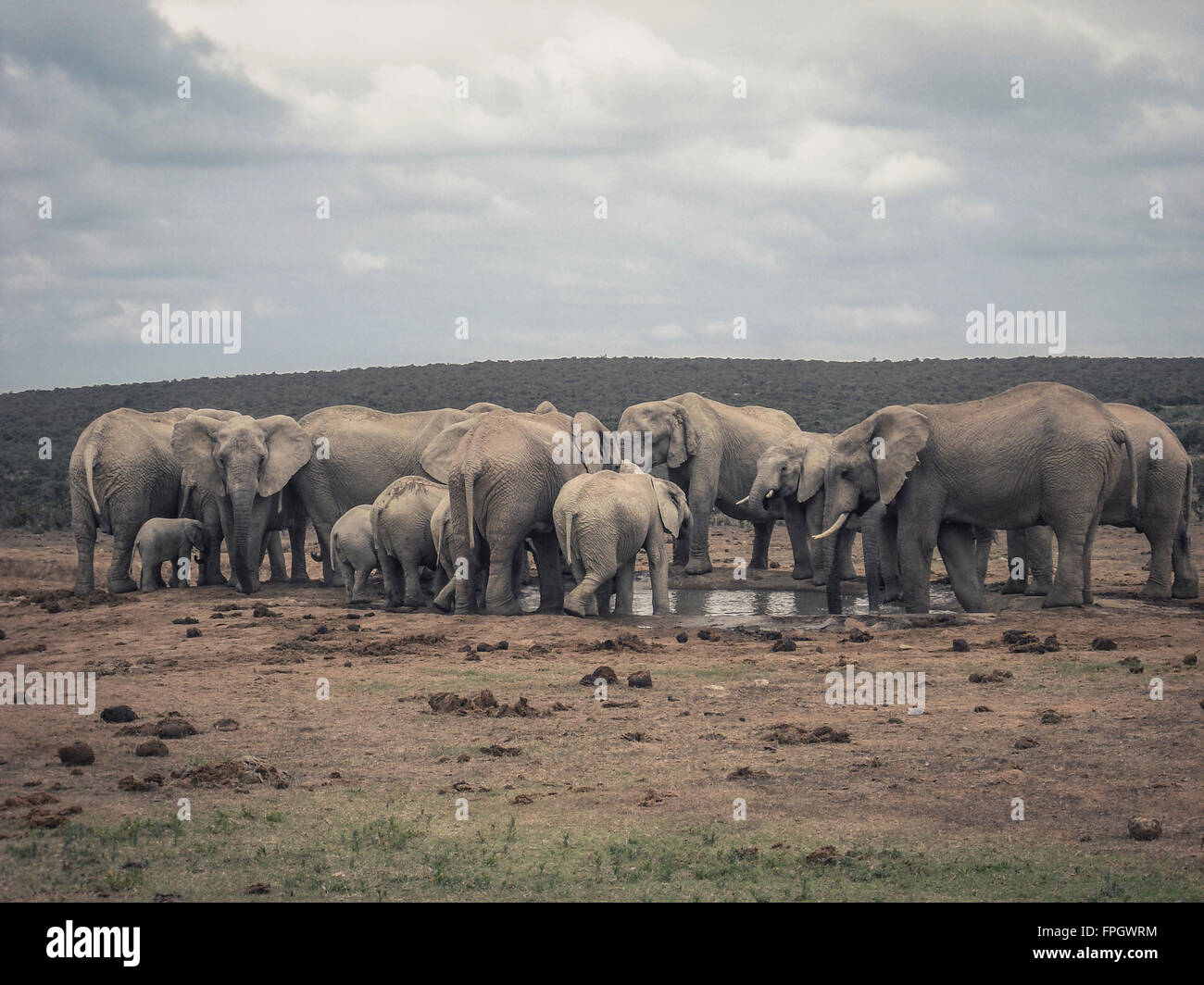 Elefantenfamilie am Wasserloch im Addo Elephant Park, Südafrika. Stockfoto