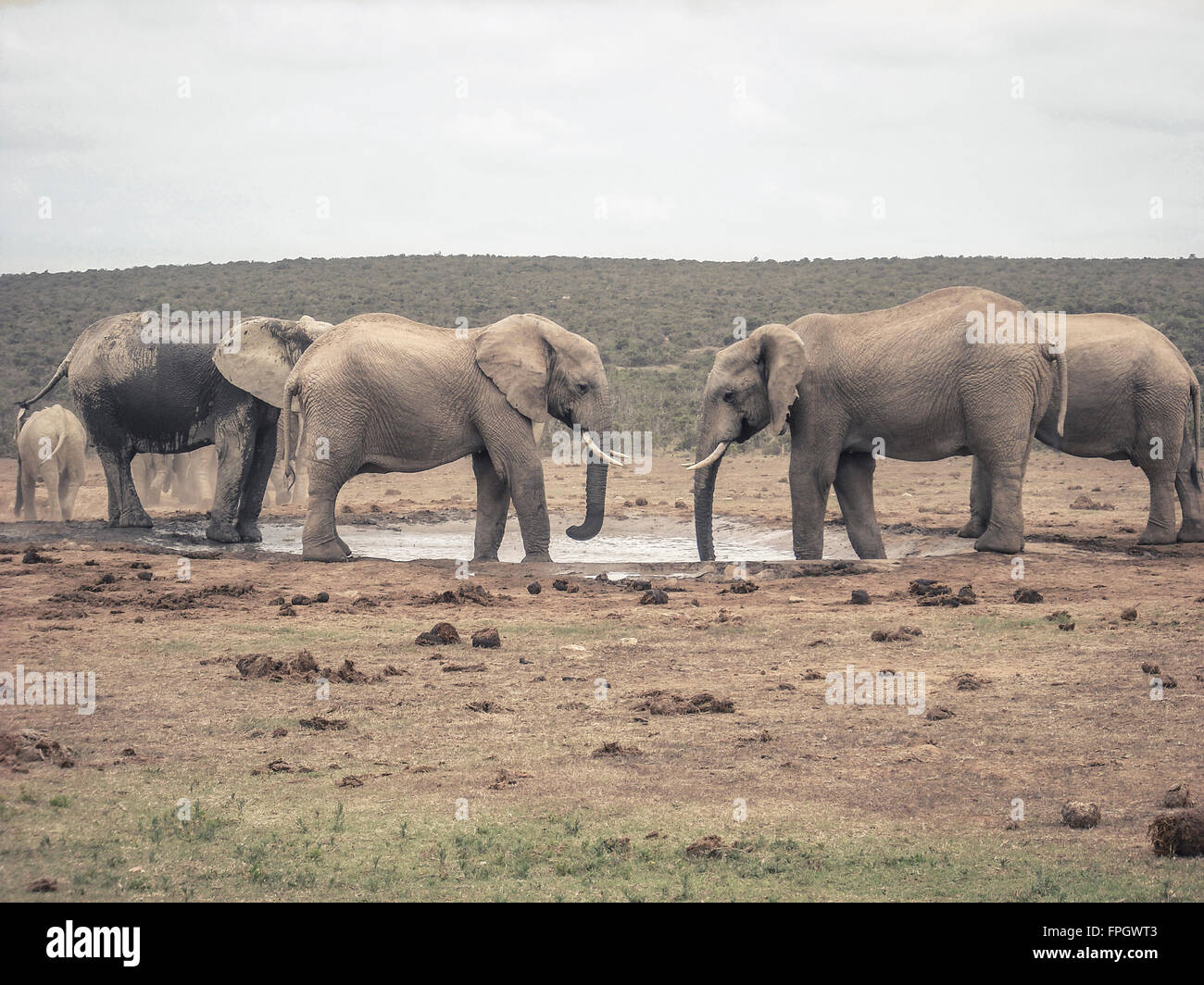 Zwei Elefanten am Wasserloch Stockfoto