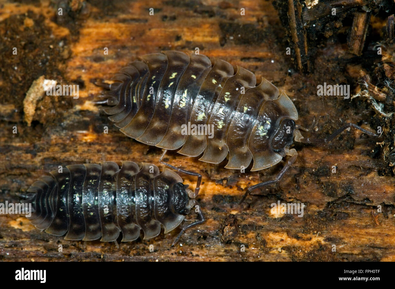 Sowbug Asseln (Oniscus Asellus / Oniscus Affinis) auf morschem Holz Stockfoto