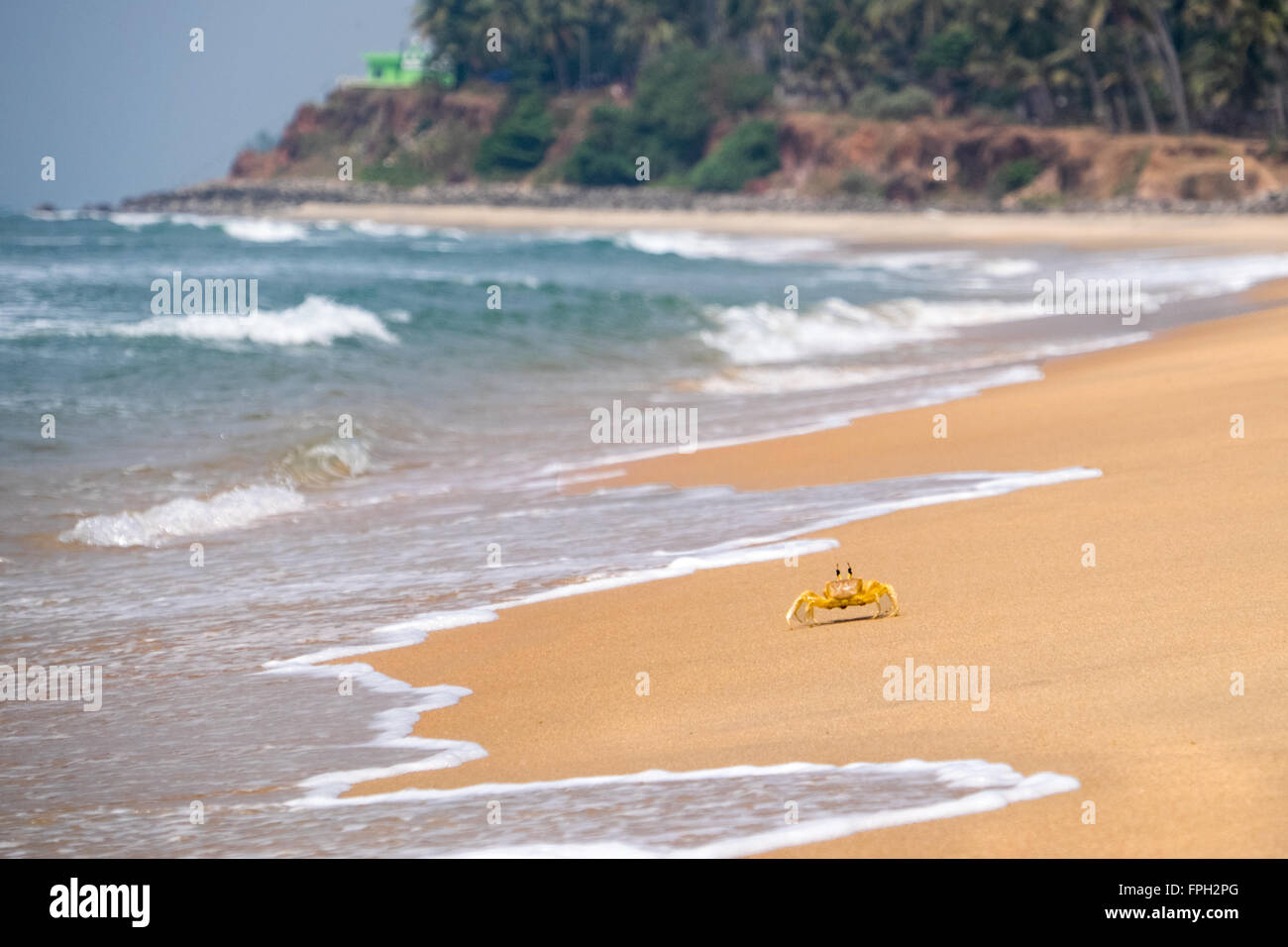 eine Krabbe verläuft entlang einer leeren Strand auf der Küste von Kerala, Südindien Stockfoto