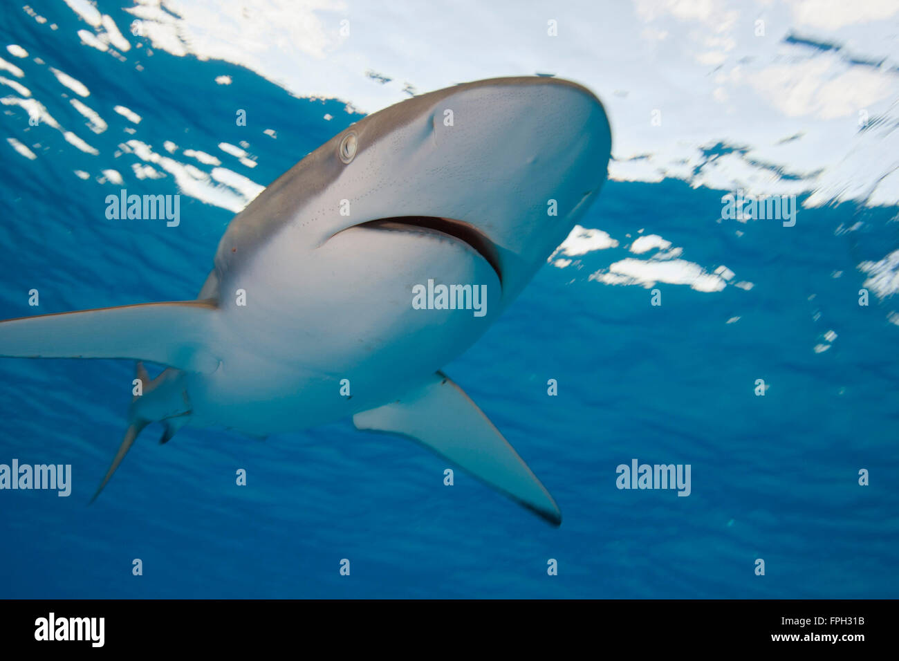 Seidige Hai (Carcharhinus Falciformis) Ventral view from below zeigt Mund, Nase und Glasphiolen Lorenzini, die elektrische Stockfoto