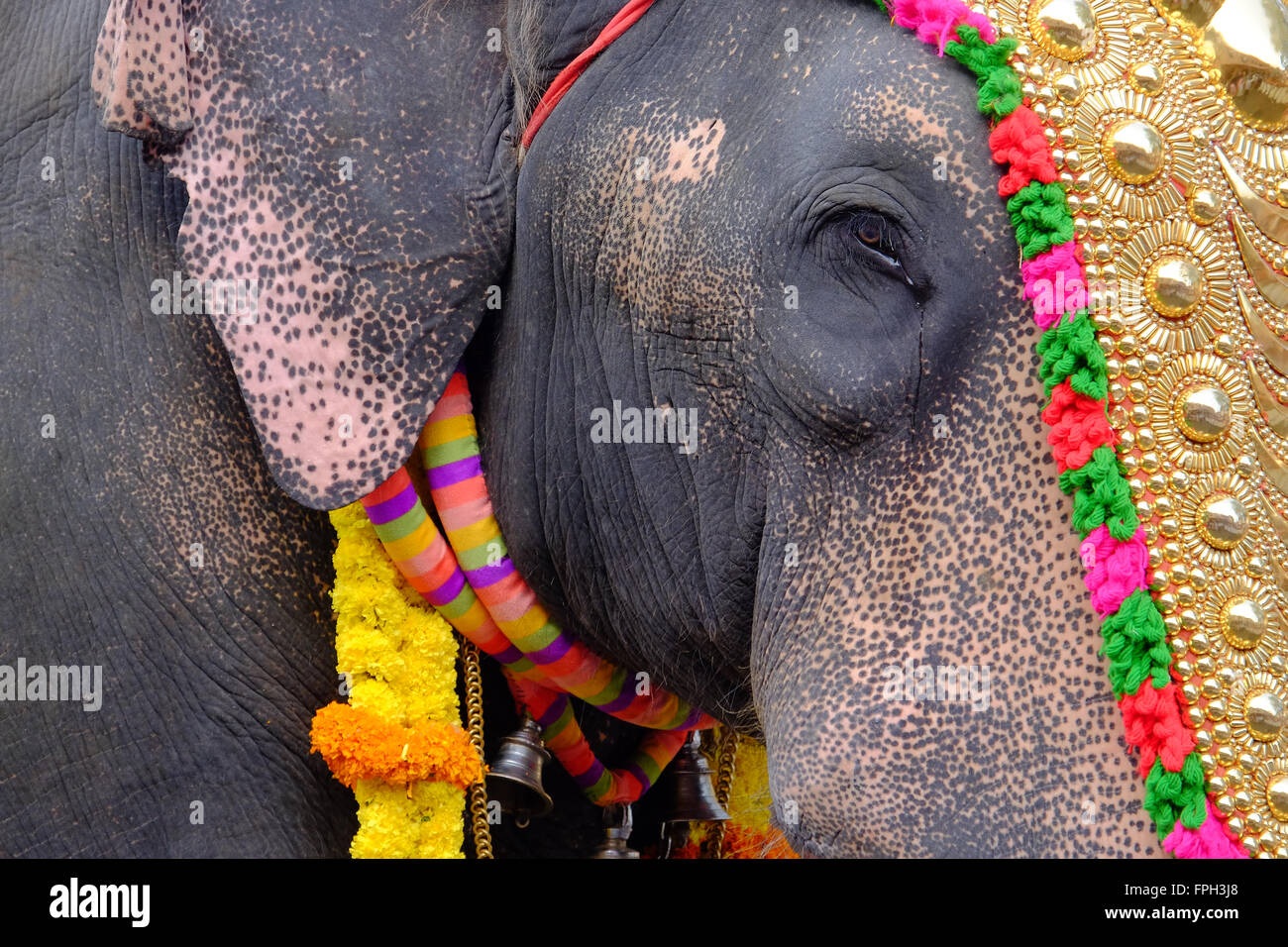 Tempel Elefanten auf einem Festival in Kerala, Südindien Stockfoto