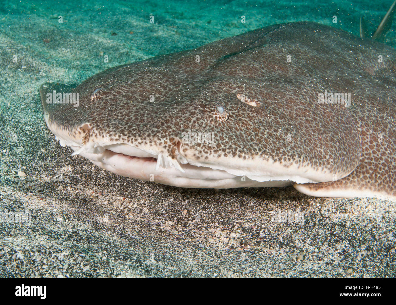 Japanische Angel Shark (Squatina Japonica) Porträt Stockfotografie Alamy