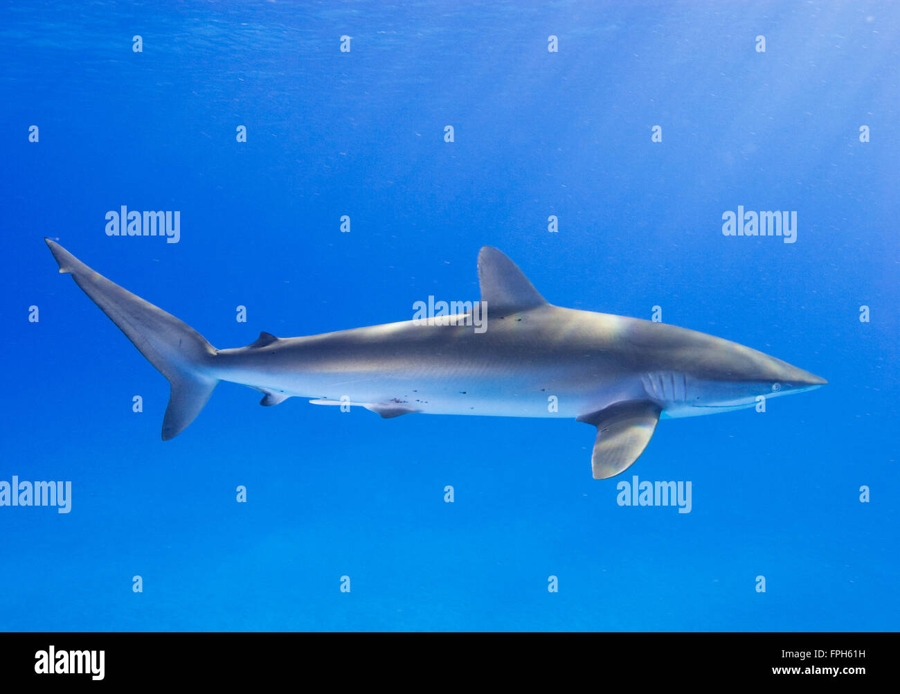 Seidige Hai (Carcharhinus Falciformis) Stockfoto