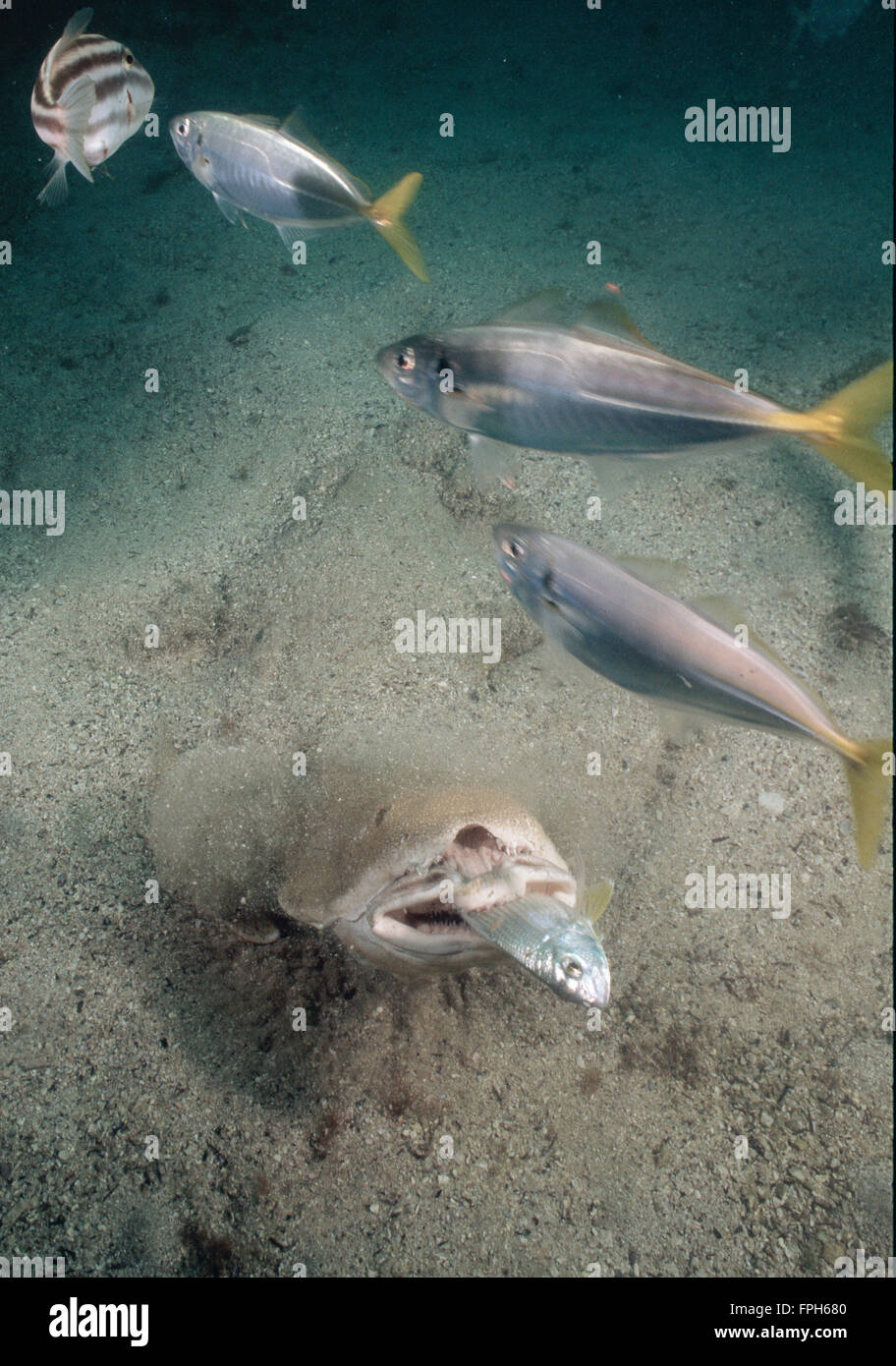 Australische Angel Shark (Squatina Australis) ernähren sich von Fischschwärmen. Stockfoto