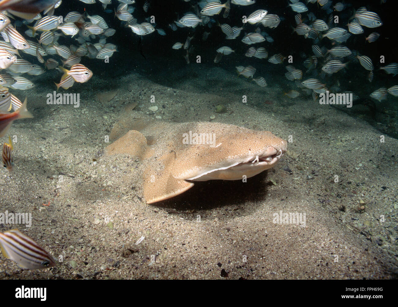 Australische Angel Shark (Squatina Australis) mit Fischschwärmen. Stockfoto