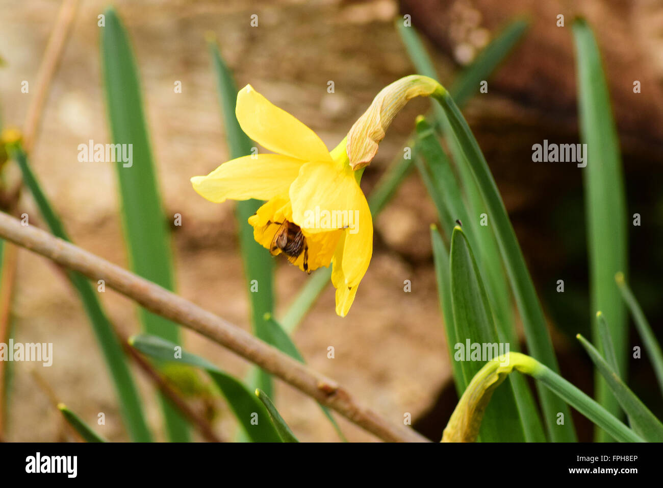 Blumen-Narzisse gelb. Frühling blühende Zwiebelpflanzen im Blumenbeet. Stockfoto