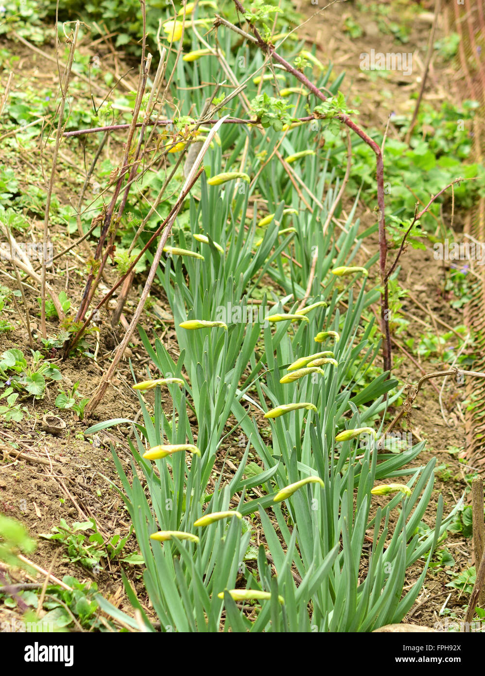 Blumen-Narzisse gelb. Frühling blühende Zwiebelpflanzen im Blumenbeet. Stockfoto