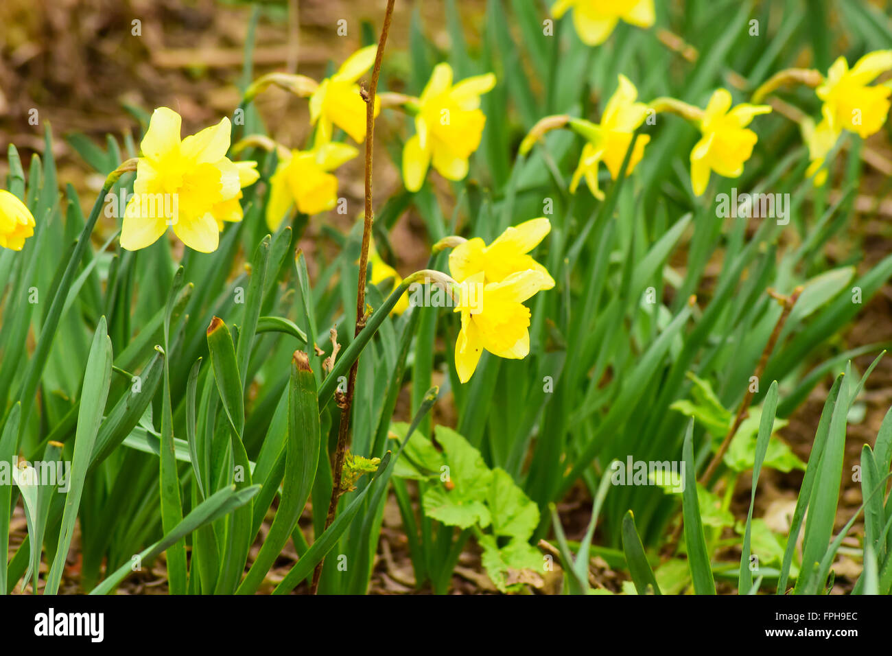 Blumen-Narzisse gelb. Frühling blühende Zwiebelpflanzen im Blumenbeet. Stockfoto